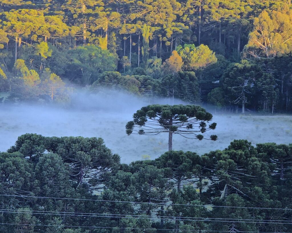 Geada em São Joaquim