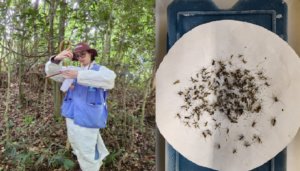 UFSC identifica mosquito da febre amarela em Santa Catarina