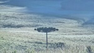 FOTOS: Geada cria paisagem de inverno em pleno verão em São Joaquim