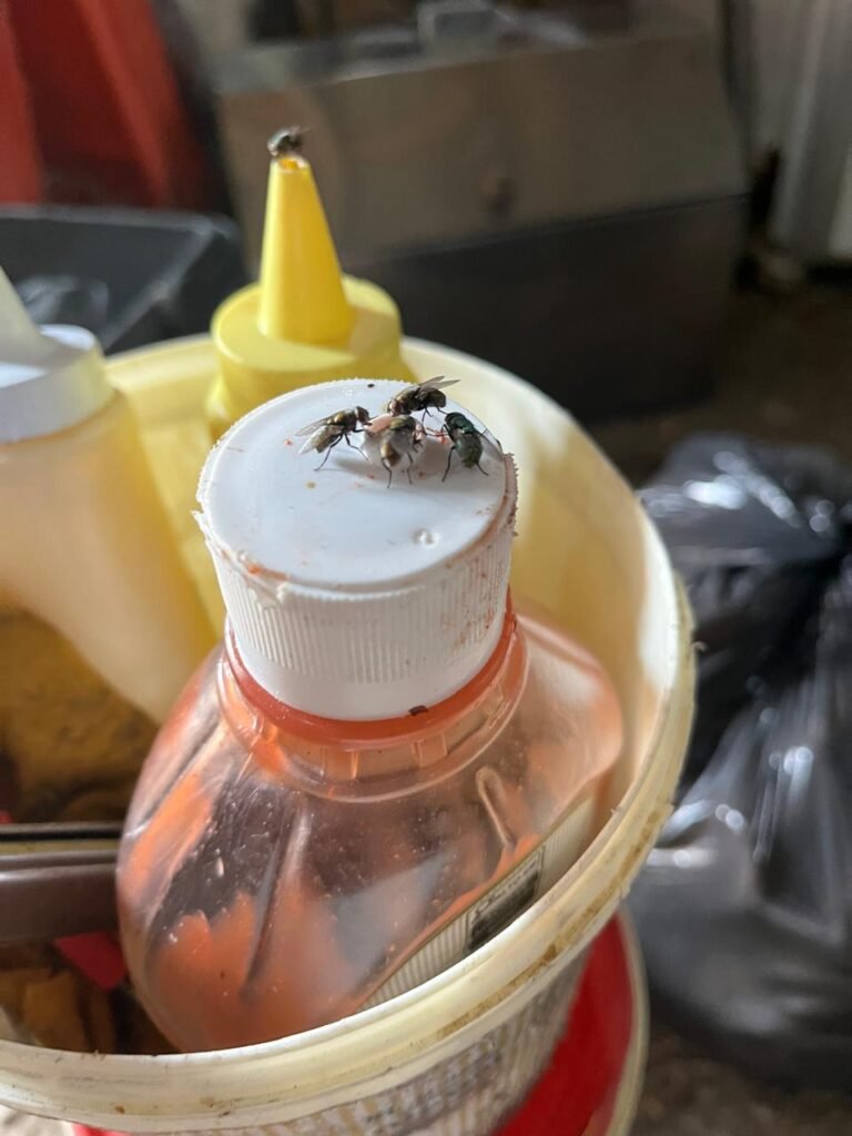 VÍDEOS: 4 cozinhas clandestinas em condições insalubres são interditadas em Florianópolis