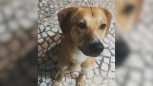 Suspeitos de matar cão Orelha teriam tentado afogar outro cachorro, diz Polícia Civil 