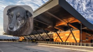 Cão Orelha: Adolescentes investigados terão segurança reforçada no aeroporto ao voltar dos EUA