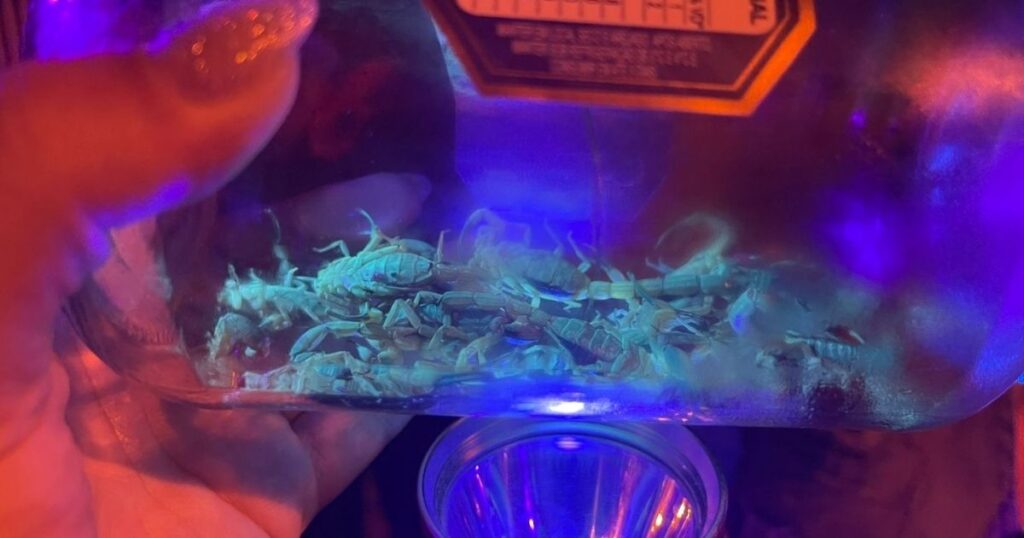 gravatal escorpiões