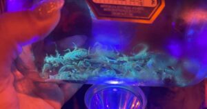 Infestação de escorpiões amarelos preocupa moradores de Gravatá, no Sul de SC