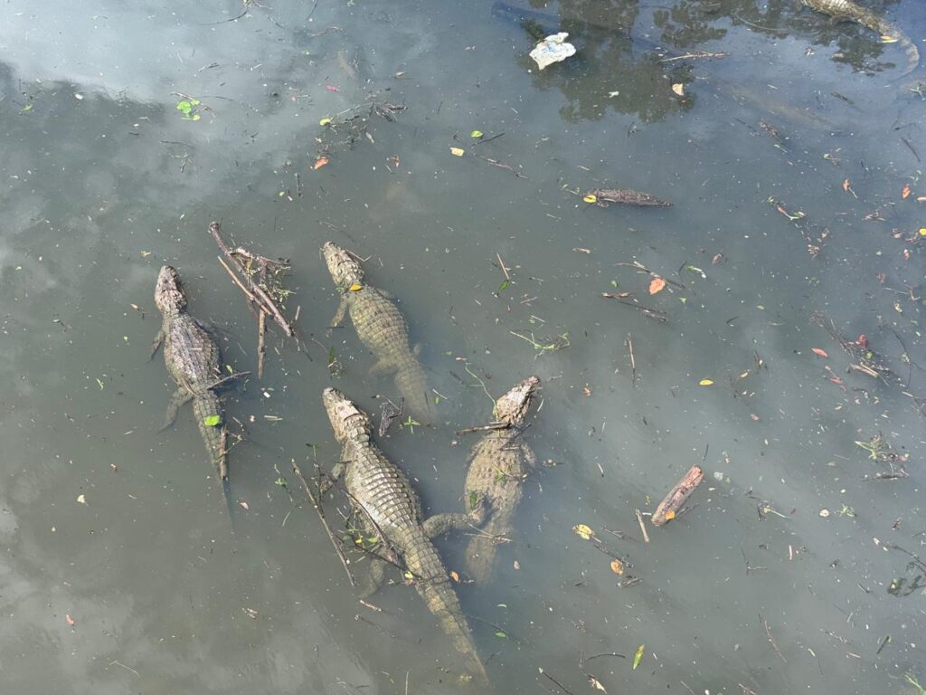jacarés florianópolis