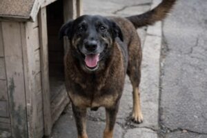 PCSC cumpre mandados de busca e apreensão na casa de suspeitos de assassinato do cão Orelha