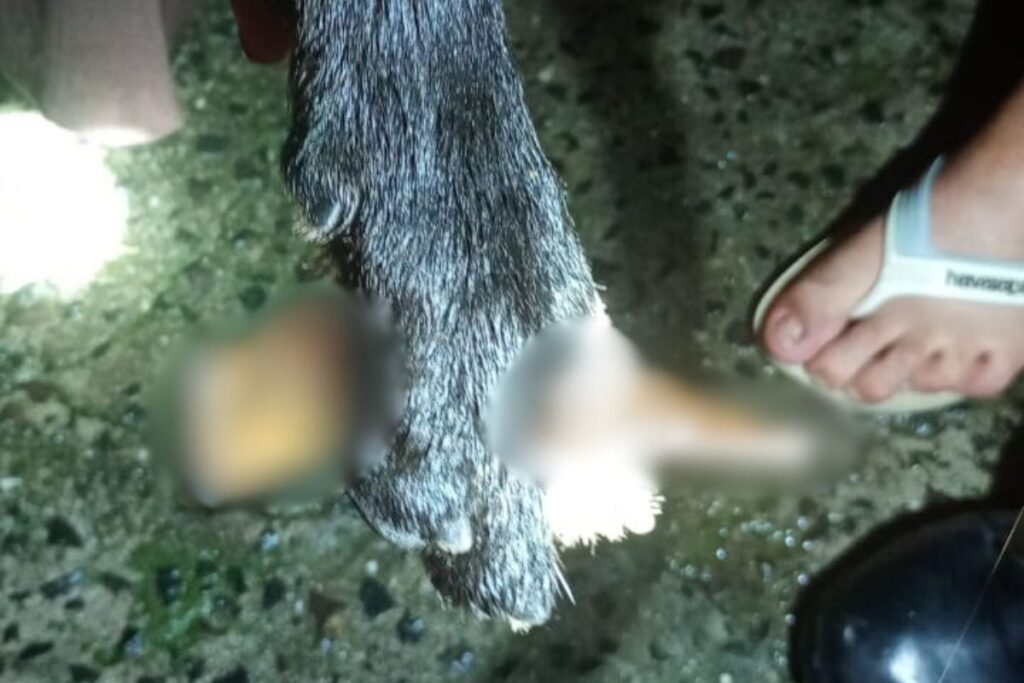 santa catarina cachorro