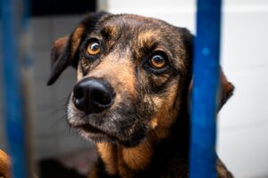 Folia de adoção: Dibea promove feira com pets em busca de lar em Florianópolis