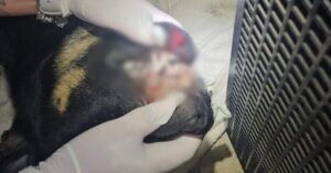 VÍDEO: Cão é encontrado morto em Itajaí; adolescentes são apreendidos em flagrante