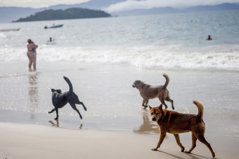 cães florianópolis praia