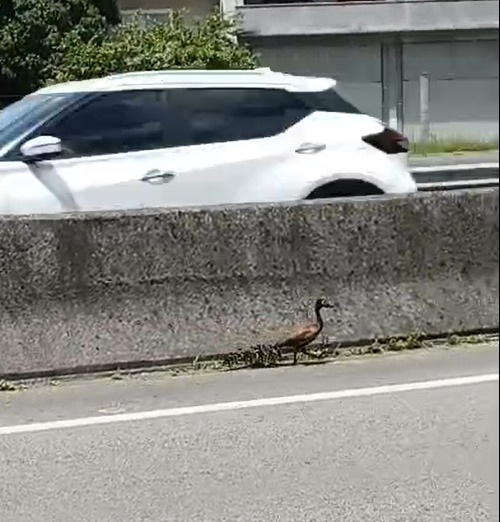 família marrecos tubarão sc