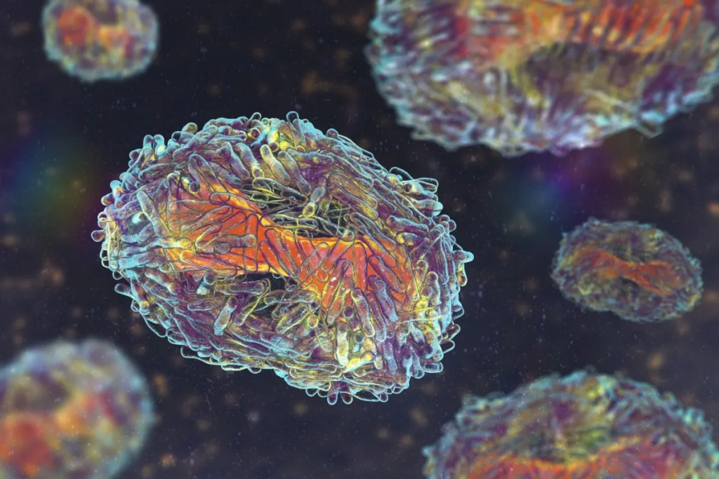 mpox santa catarina frande florianópolis