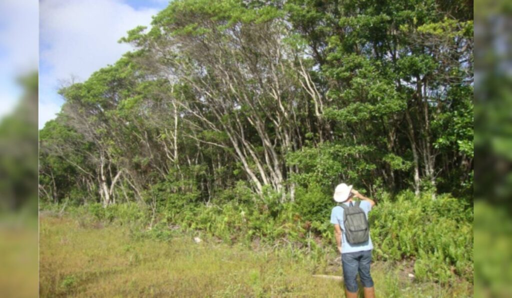 parque florianópolis morro das pedras