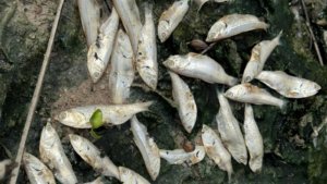 Peixes encontrados mortos em Palhoça podem ser provenientes de descarte, aponta IMA