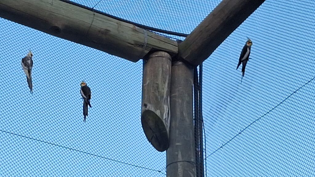 trafico de animais em sc e outros 4 estados