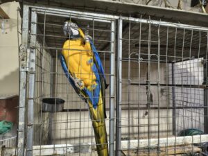 166 animais foram resgatados do tráfico em SC e outros 4 estados