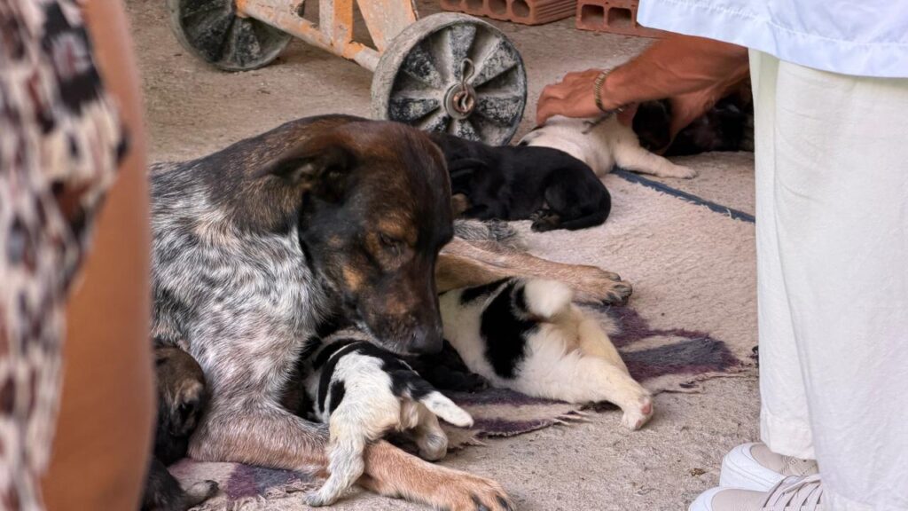 animais florianópolis rio tavares dibea