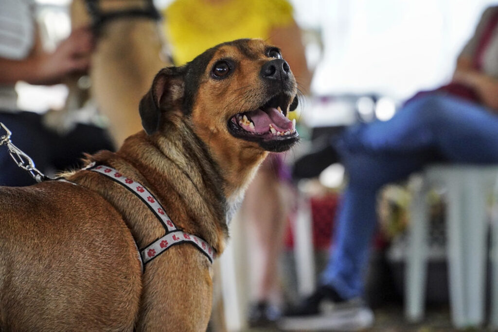 castração barreiros são josé
