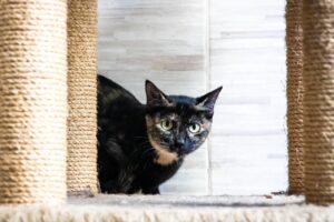 Prefeitura de Florianópolis realiza mutirão de castração gratuito para gatos no Morro do Horácio 