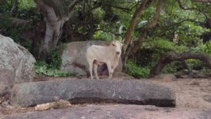 40 pessoas são indiciadas por organizar farra do boi em Governador Celso Ramos