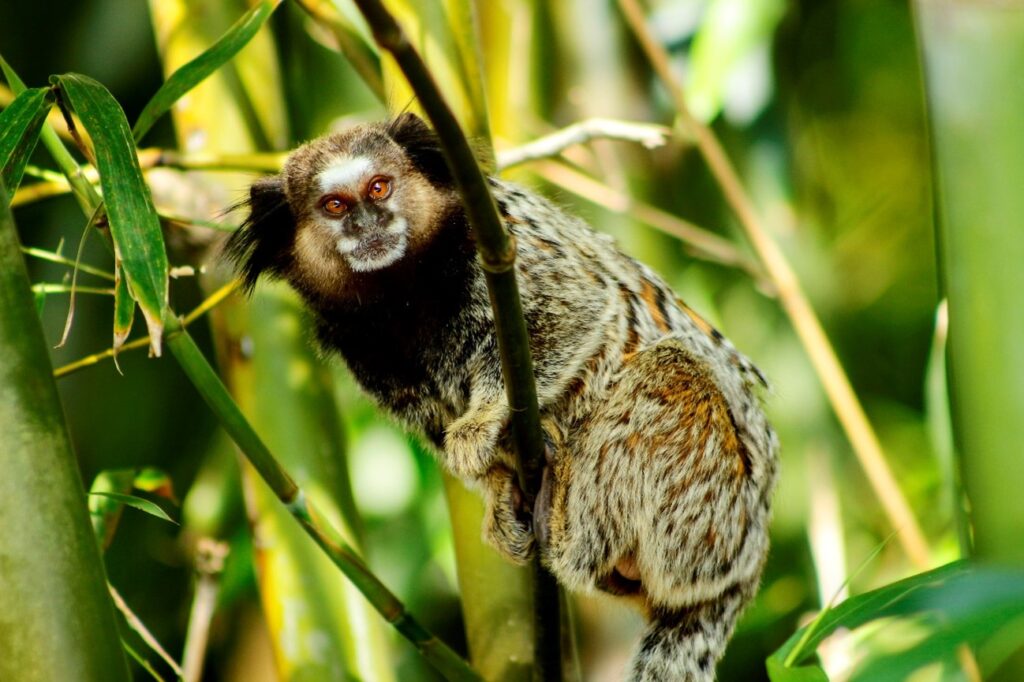 fauna florianópolis