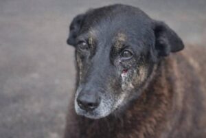 Lei Orelha: CCJ da Alesc aprova projeto que responsabiliza pais por maus-tratos a animais cometidos por menores de idade