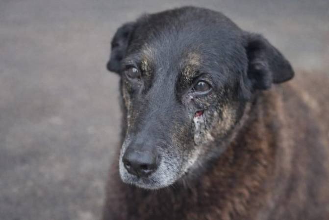 lei orelha ccj alesc