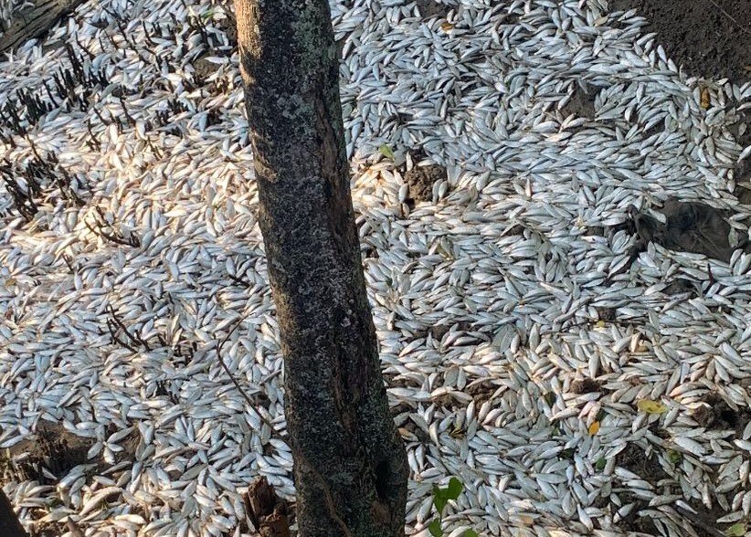 peixes mortos no itacorubi