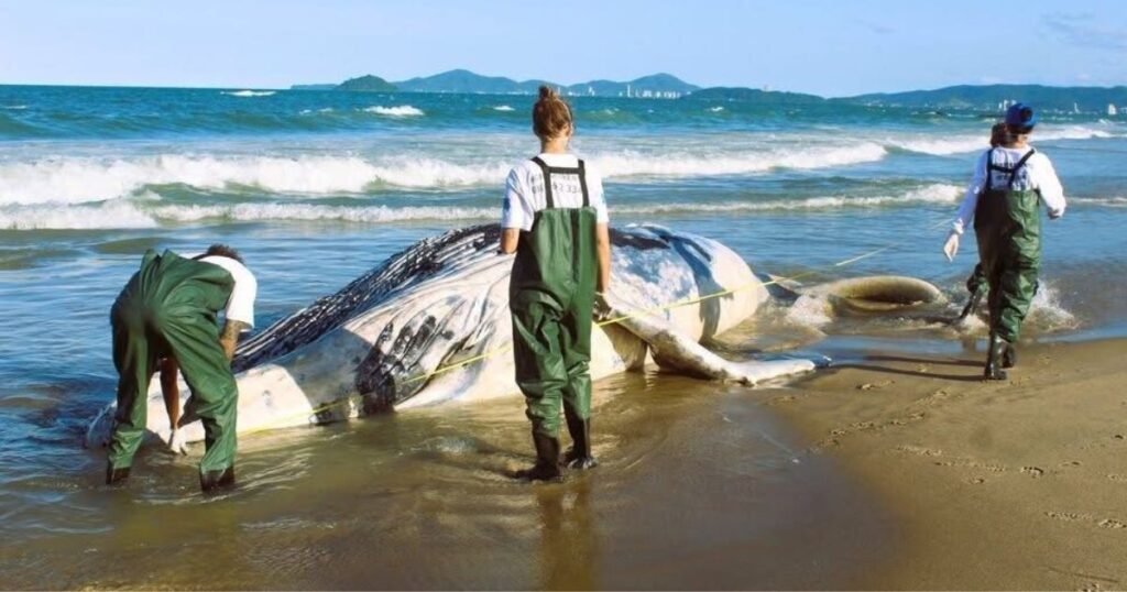 baleia-franca são francisco do sul