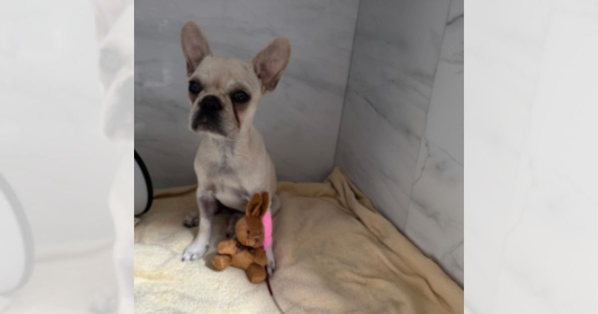 Filhote que ingeriu 55 pedras de crack em Joinville apresenta quadro positivo, segundo veterinários