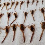 escorpiões biguaçu