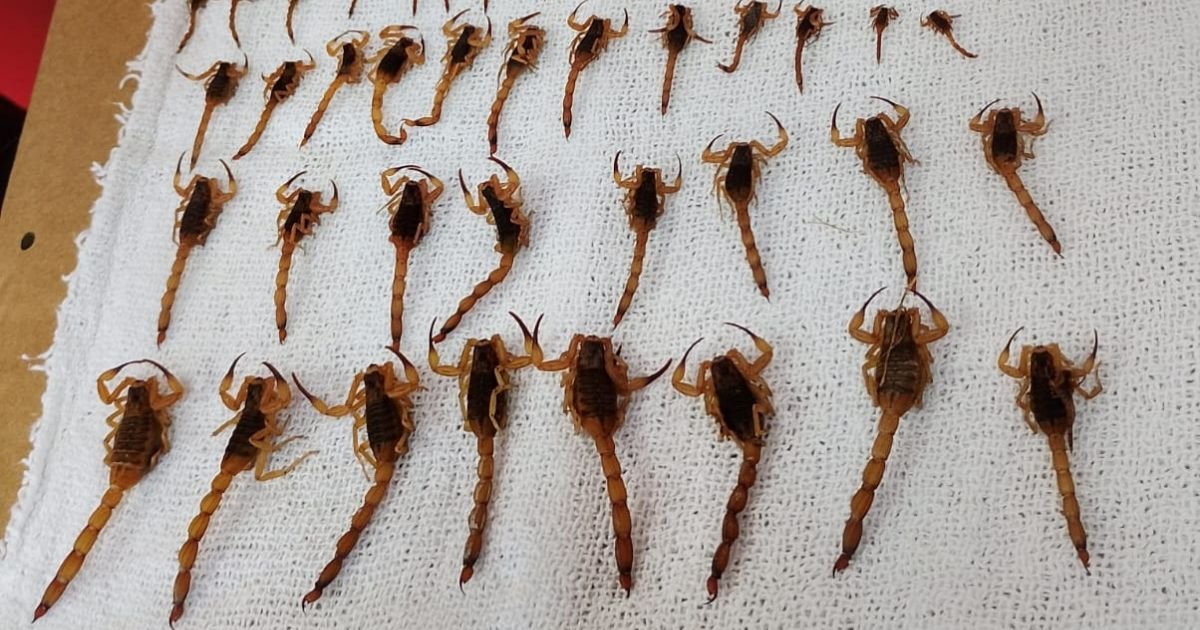 escorpiões biguaçu