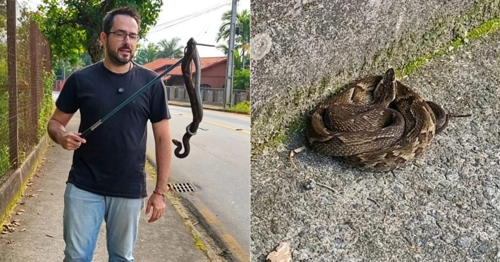 jararaca jaraguá do sul