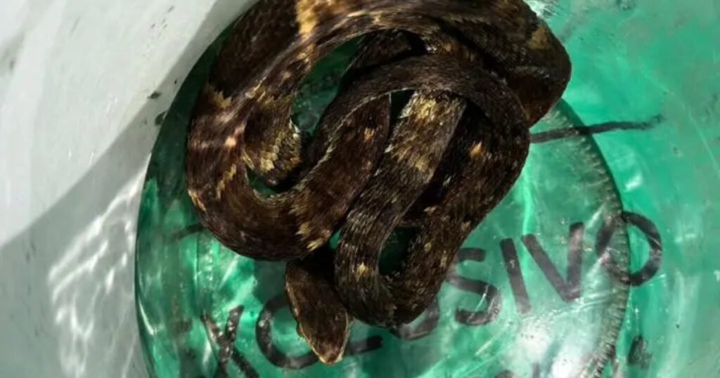 jararaca jaraguá do sul