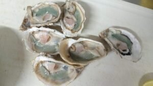 Fenômeno raro deixa ostras verdes e mais gostosas em Florianópolis