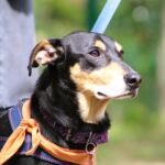 são josé feira adoção cachorro