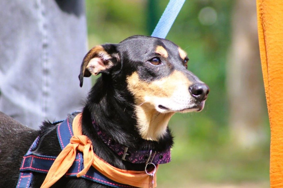 são josé feira adoção cachorro