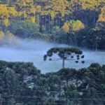 Turismo de inverno amplia roteiros em Santa Catarina em 2026
