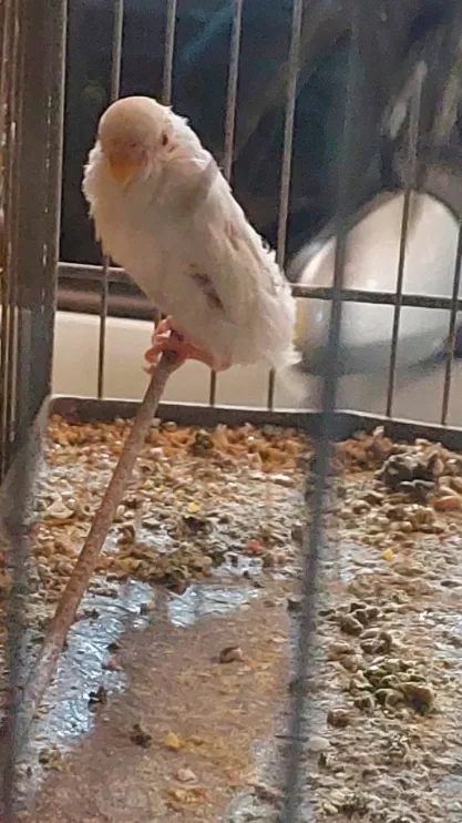 Ibama resgata 655 animais de zoológico irregular em Santa Catarina