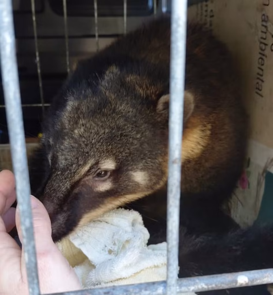 Ibama resgata 655 animais de zoológico irregular em Santa Catarina