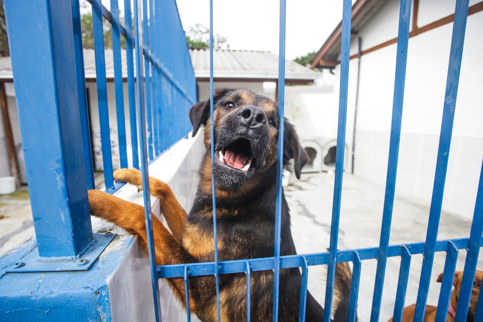 Feiras de adoção de cães acontecem em Florianópolis e São José neste final de semana