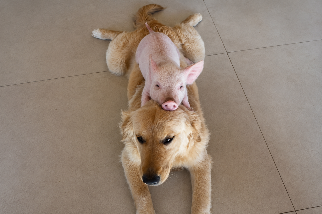 Porquinha adota golden retriever e encanta milhões nas redes