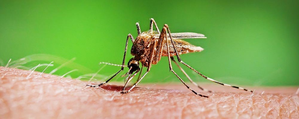 SC registra primeira morte do Brasil por Febre do Nilo Ocidental