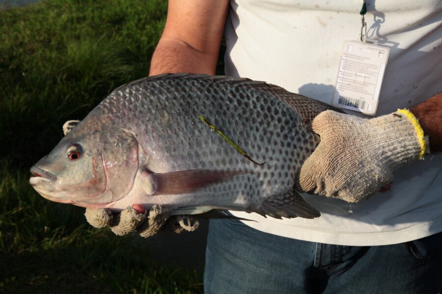 Alesc aprova projeto para inclusão de peixe na merenda das escolas de SC