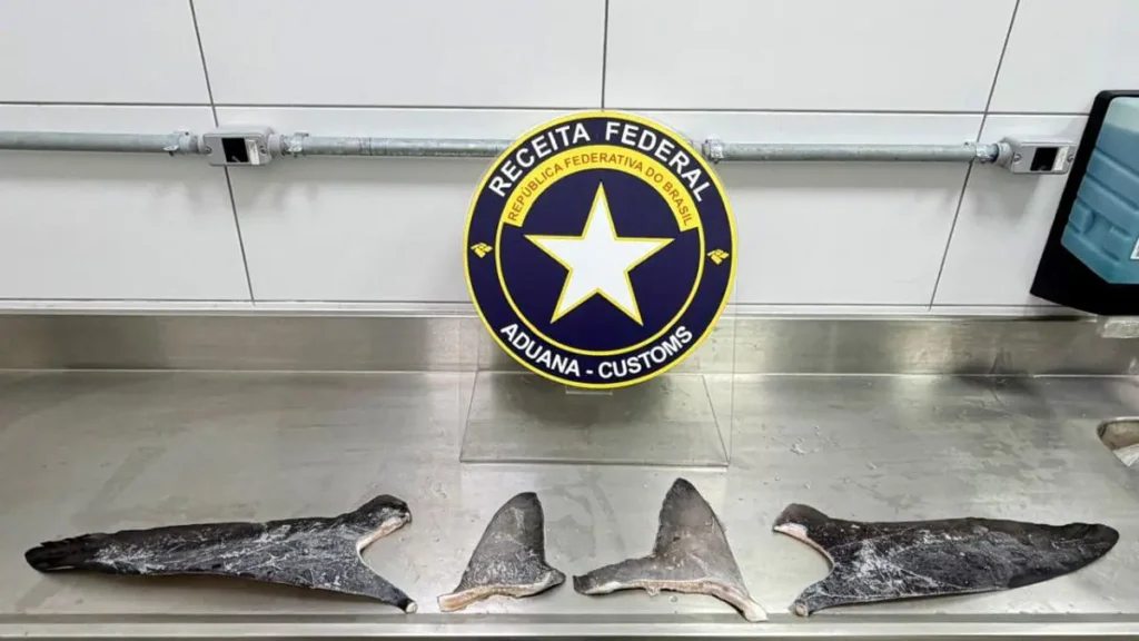 17 toneladas de barbatanas de tubarão são apreendidas em porto de SC