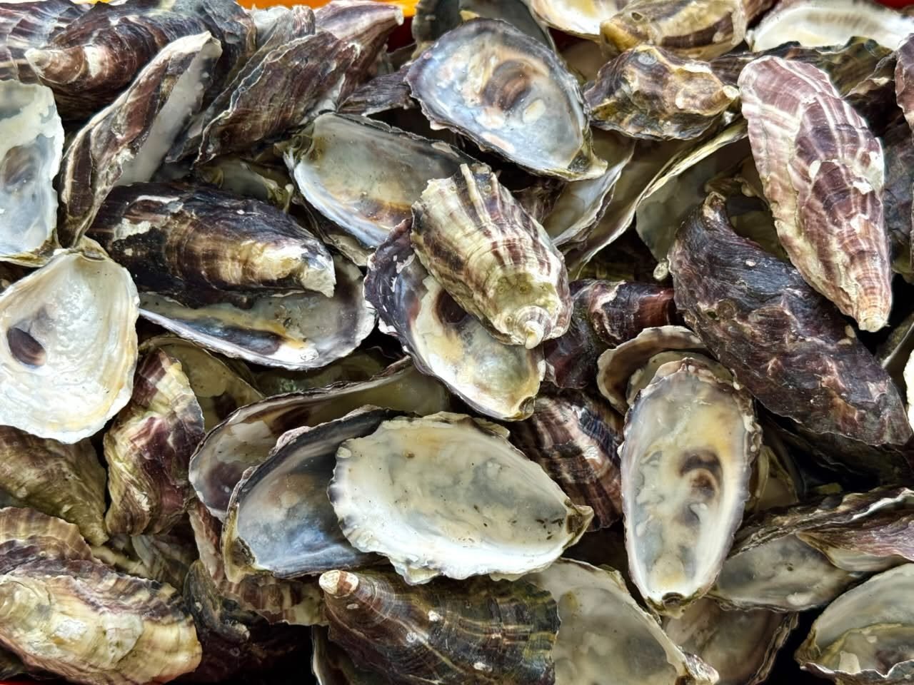 24ª Fenaostra reúne artistas nacionais e gastronomia de frutos do mar em evento tradicional de Florianópolis