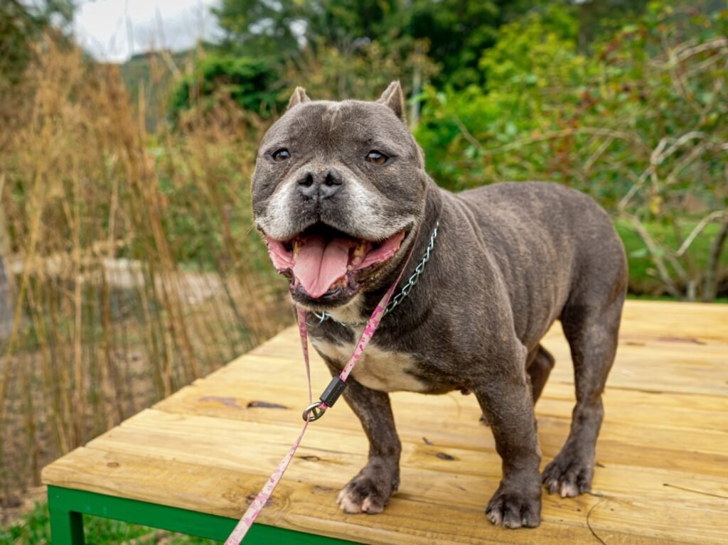 17 cães em treinamento para ressocialização farão parte de feira de adoção em Florianópolis